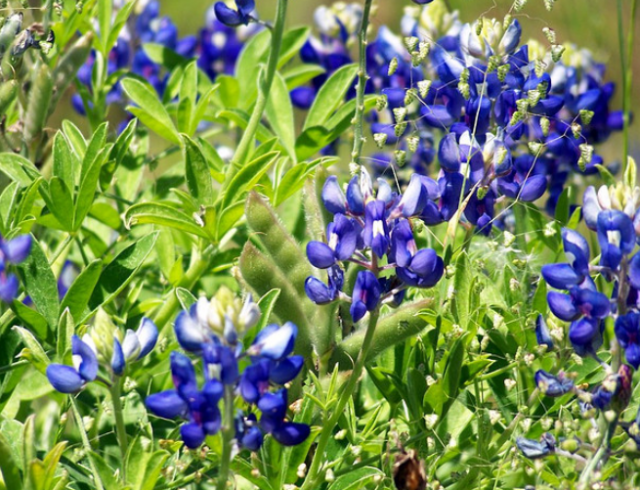 Bluebonnets photo.PNG