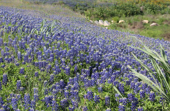 Bluebonnets place picture.PNG