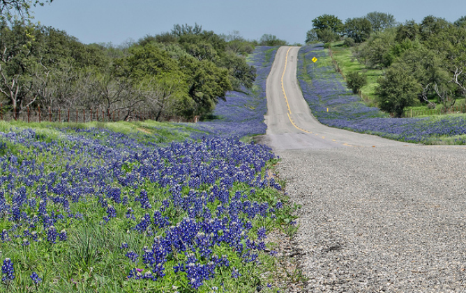 Bluebonnets trails picture.PNG