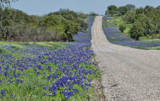 Bluebonnets trails picture.PNG