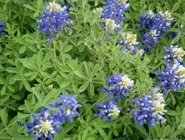 Close up image of Bluebonnets.PNG