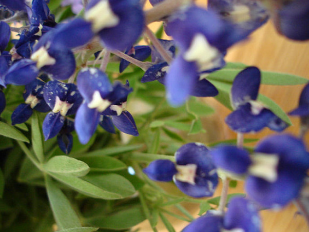 Close up picture of Blue Bonnets.PNG