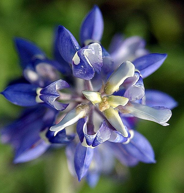 Extreme close up picture of a single bluebonnet.PNG