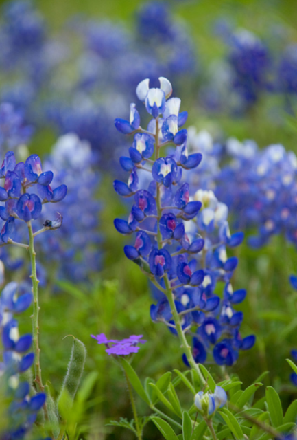 Image of bluebonnets.PNG