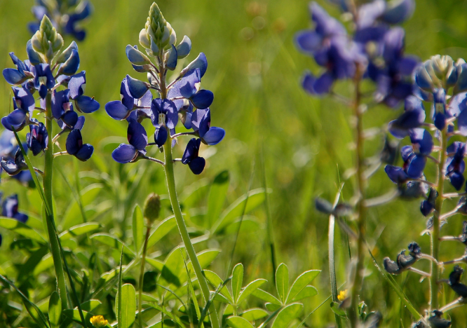Images of Bluebonnet.PNG