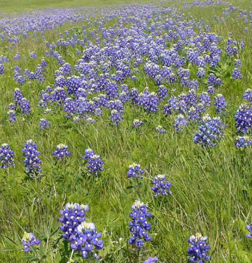 Mound of bluebonnets images.PNG