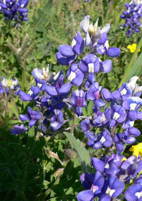 Photo of Bluebonnets.PNG