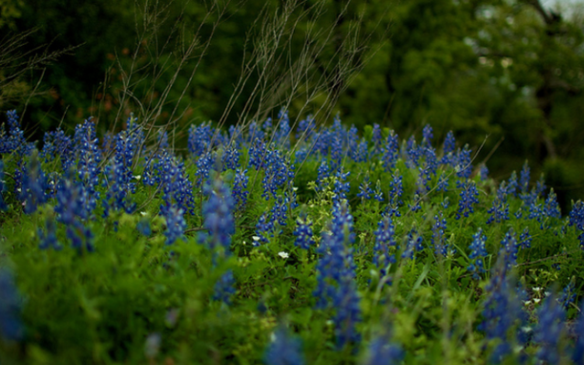 Photo of Texas bluebonnets.PNG