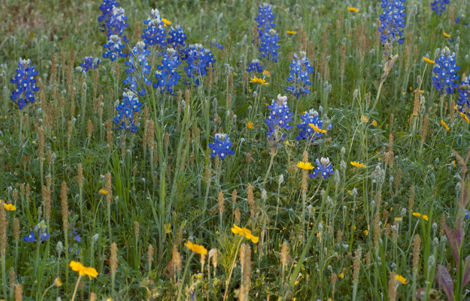 Purple wild flowers Bluebonnets.PNG