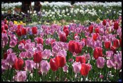 tulip flower coloring.jpg