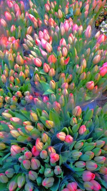 tulip flower bouquets.jpg