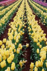 Tulip Festival 2008 photo.jpg