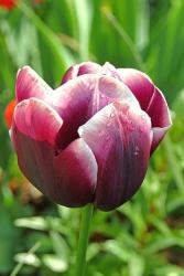 three tones Tulip flower.jpg