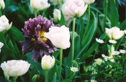 spring flowers tulips.jpg