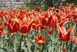 spiky sea tulips.jpg