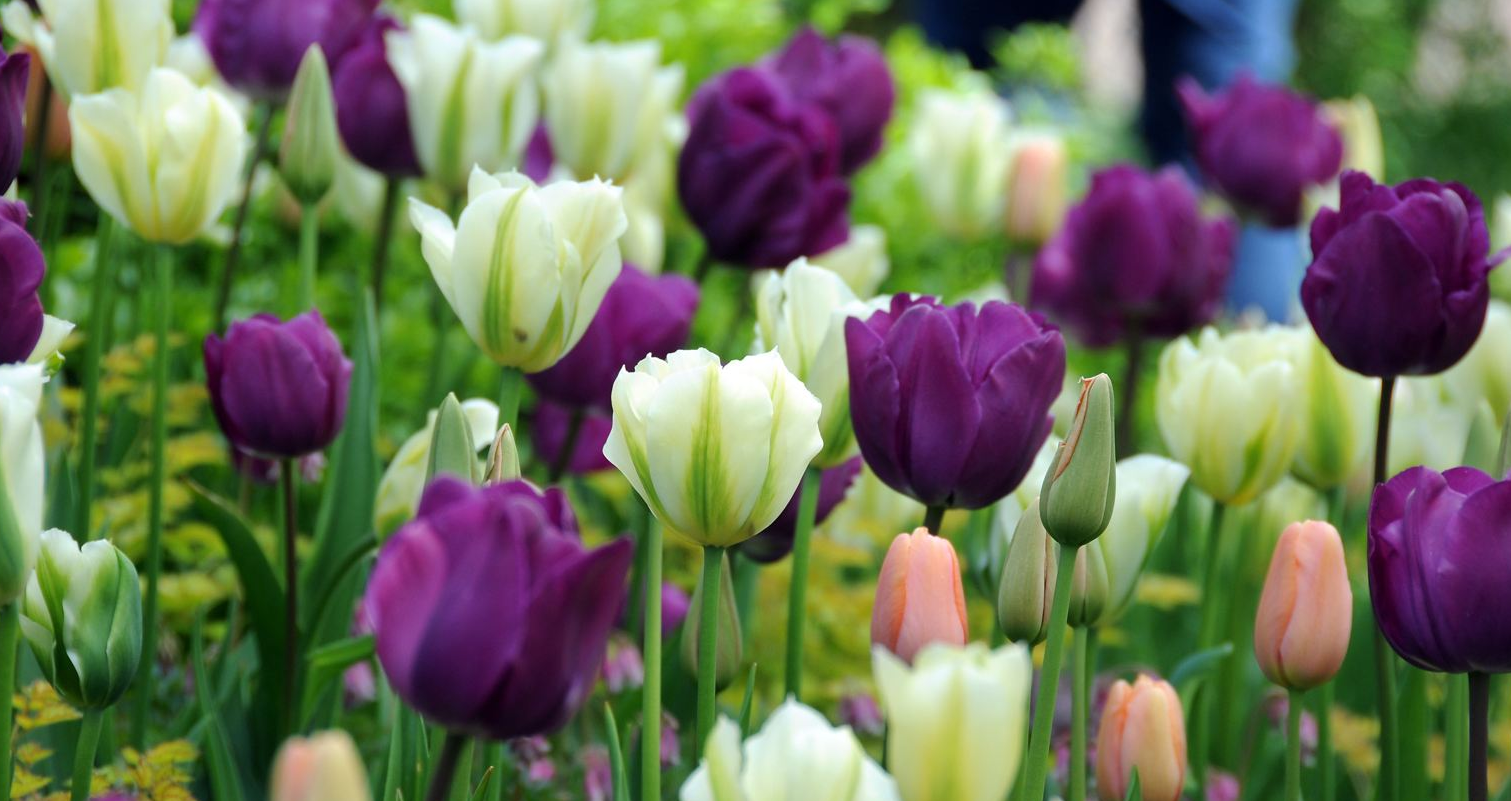 Tulips Netherlands pictures.PNG