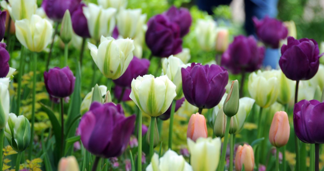 Tulips Netherlands pictures.PNG