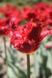 spiky red tulips.jpg