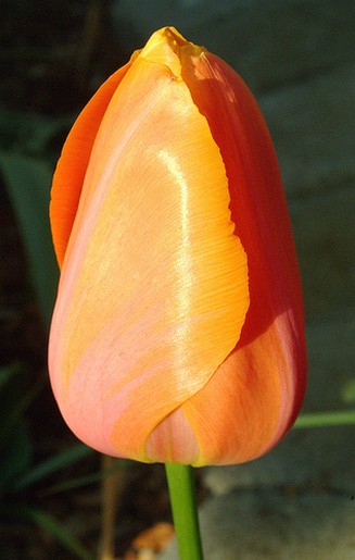 skinny orange tulip picture.jpg