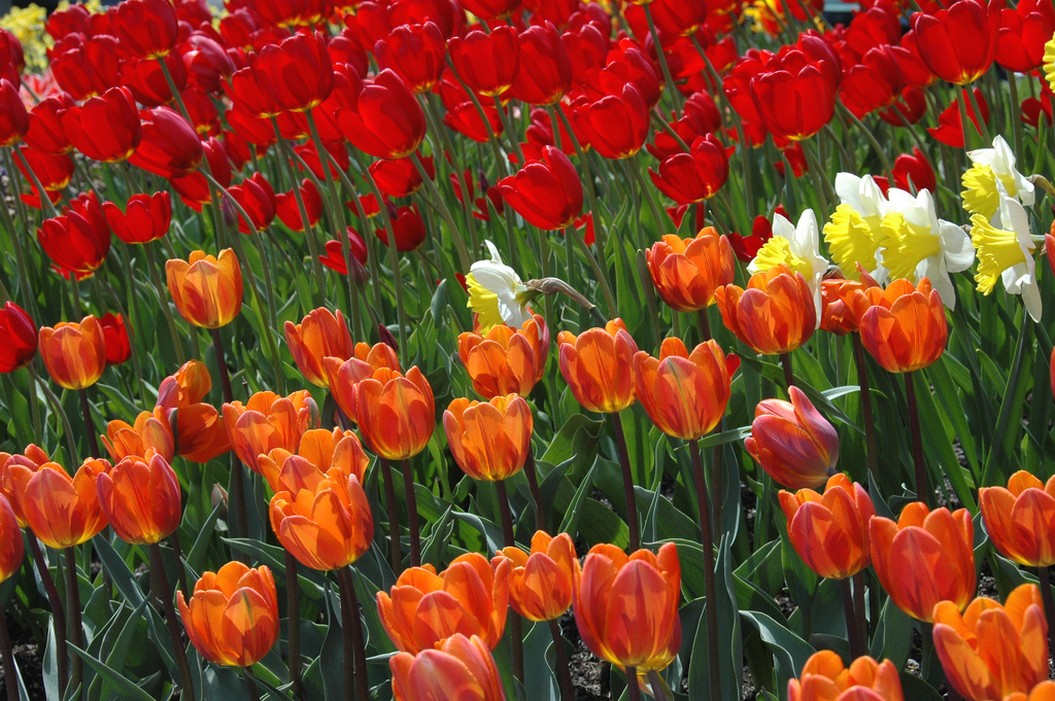 rich colored tulips.jpg