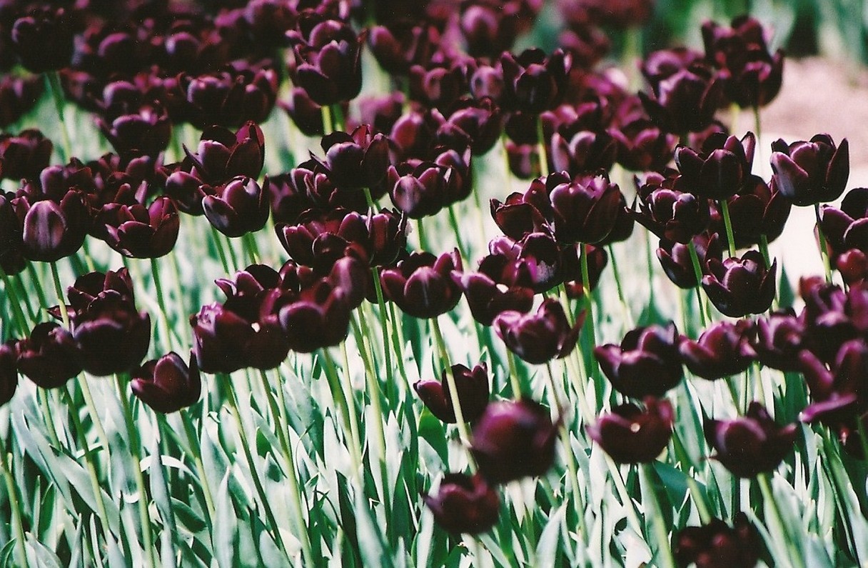 red wine tulip flowers.jpg