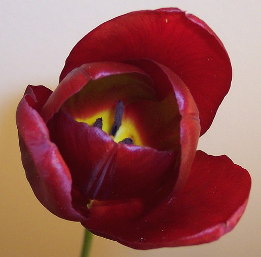 red wedding tulip.jpg