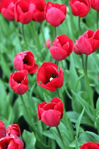 red tulips flower.jpg