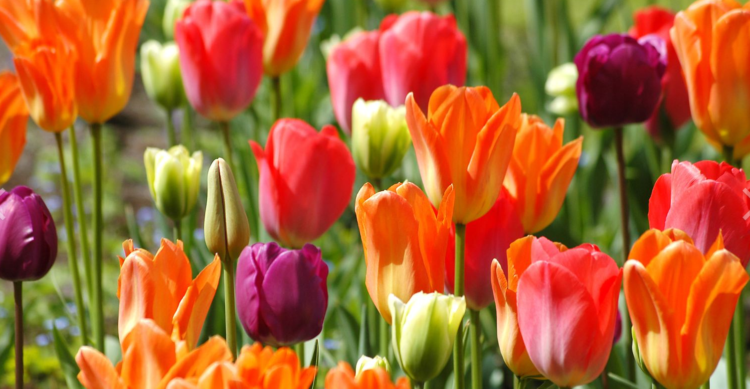 Picture of million tulips in Netherlands.PNG