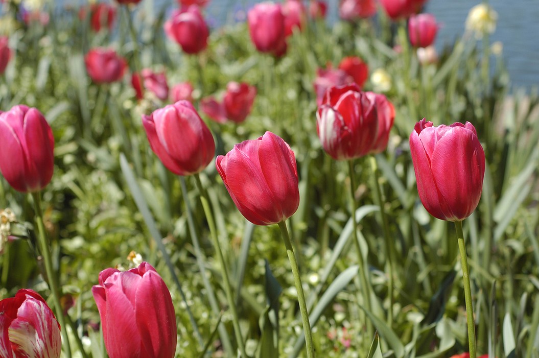 red pink tulips picture.jpg