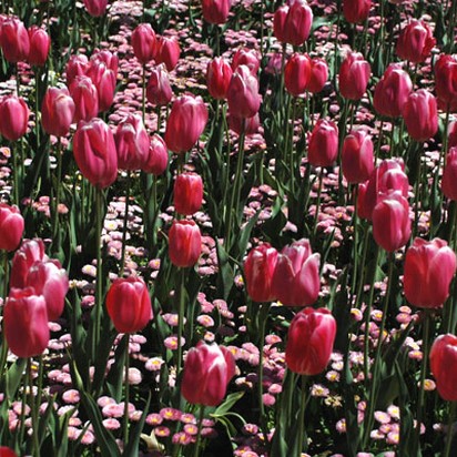 red pink tulips pics.jpg