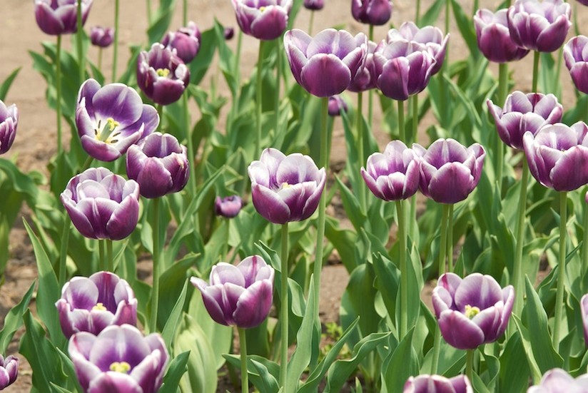 purple white Tulips picture.jpg