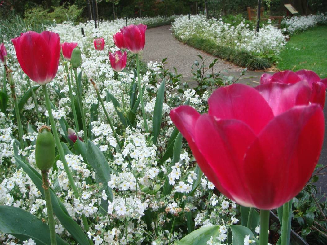 Primulas and Tulips flowers.jpg