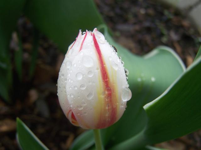 pretty tulip picture.jpg