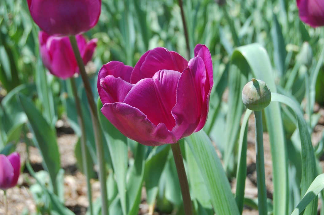 pretty purple Tulips photo.jpg