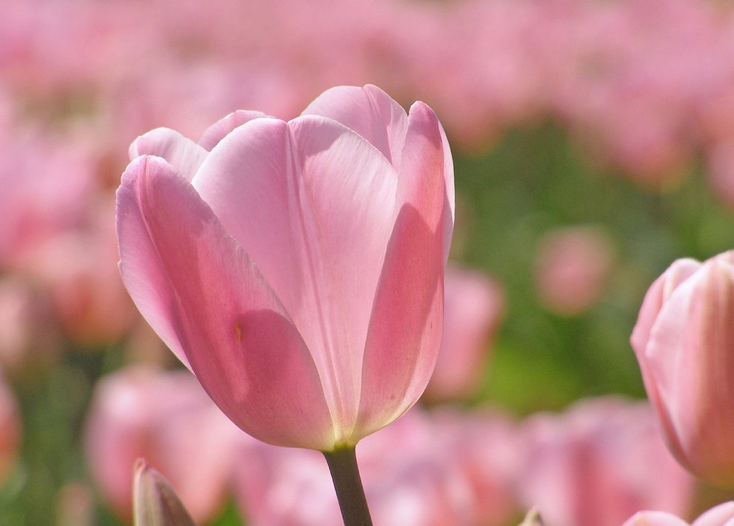 pretty pink tulips picture.jpg