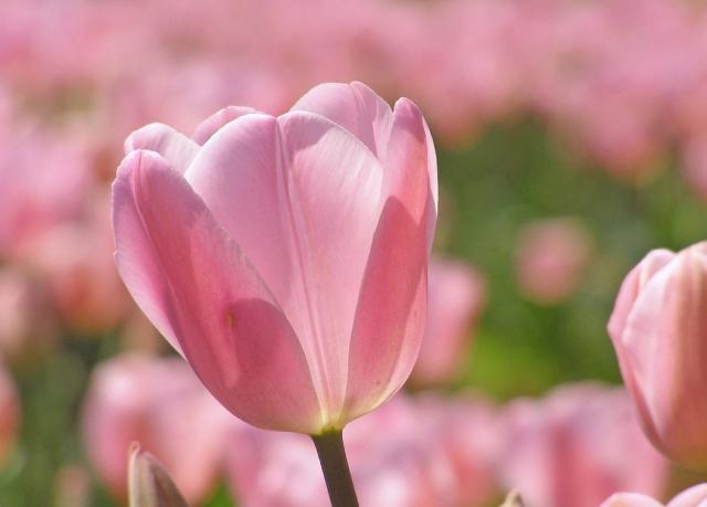 pretty pink tulips picture.jpg