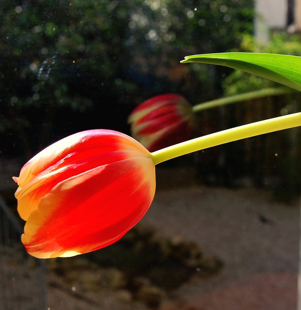 pretty orange tulips.jpg