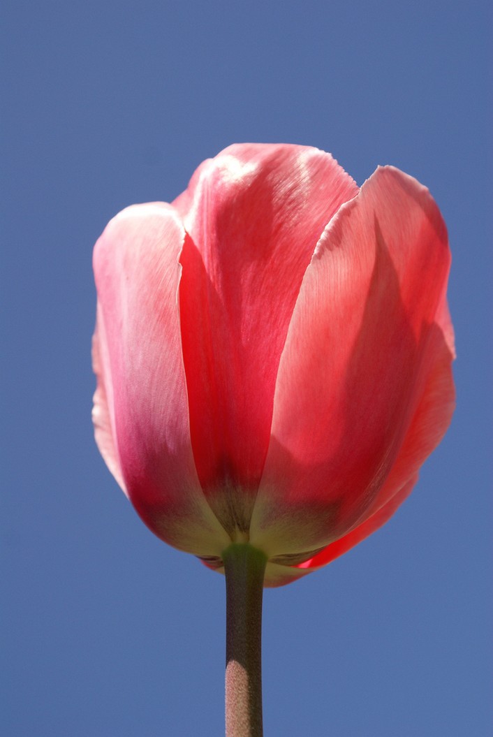 pinkish peach tulip flower photo.jpg