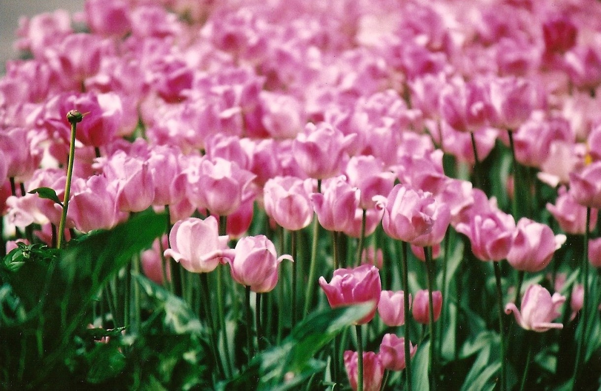 pink tulips.jpg
