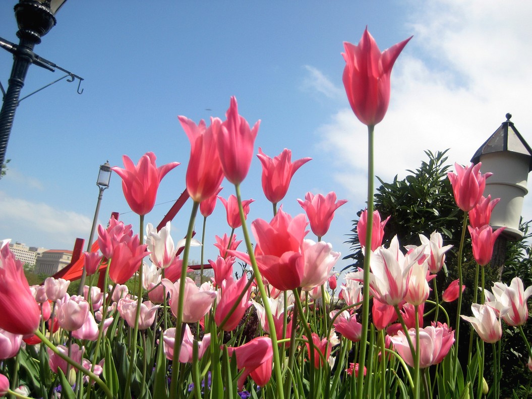 Pink Tulips picture.jpg