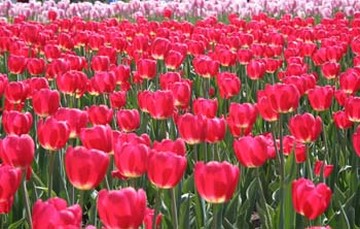 pink tulips field.jpg