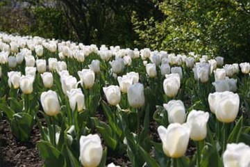 picture of white flowers with tulips.jpg