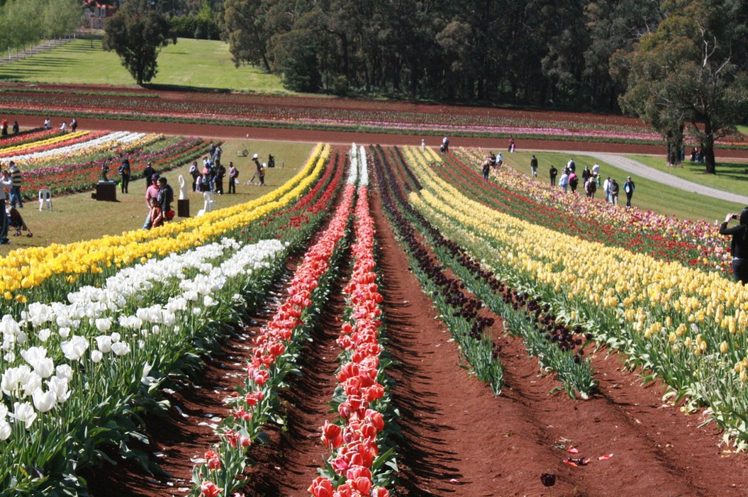 picture of Tulips.jpg
