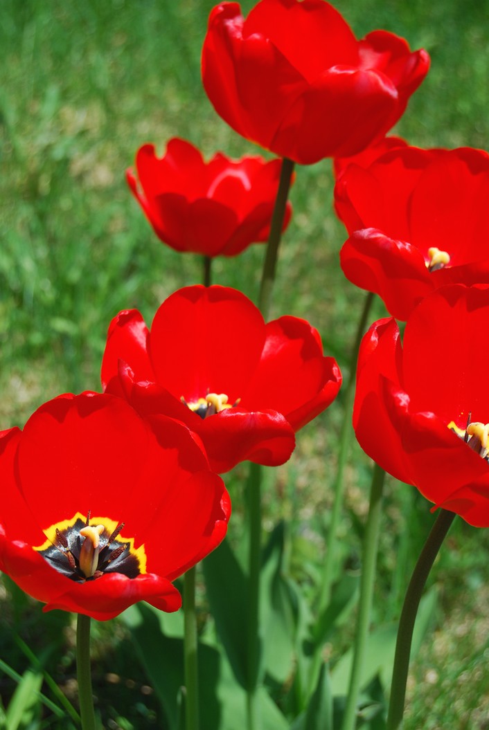 picture of tulips under the sun.jpg
