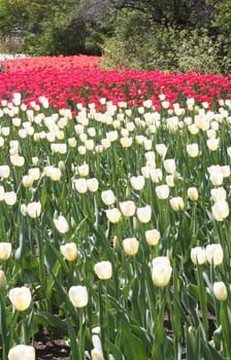 picture of Tulips field.jpg