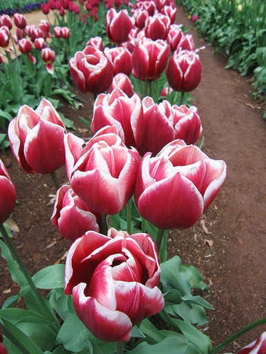 picture of tulip flowers with two tones.jpg