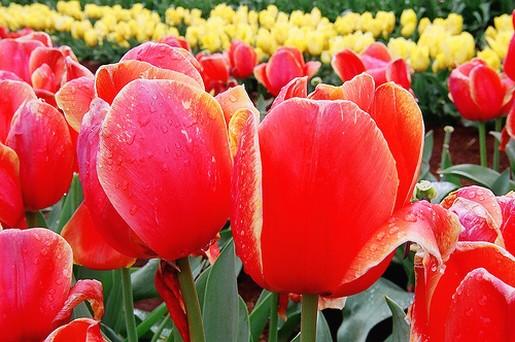 picture of Tulip Festival 2008.jpg