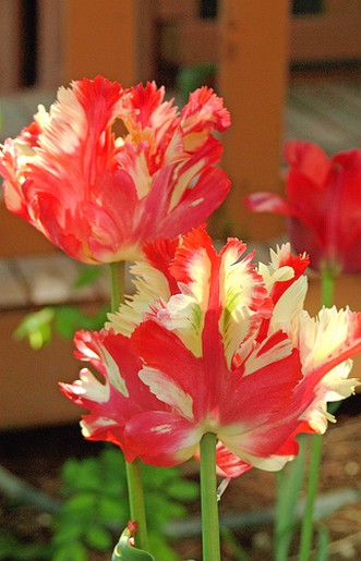 picture of Tulip Estella Rynveld.jpg