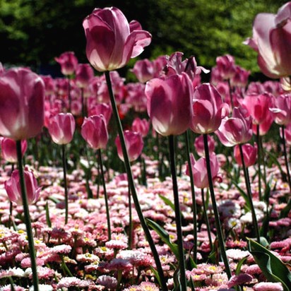 picture of pink flowers tulips.jpg