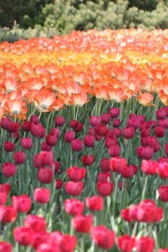 picture of field of tulips.jpg